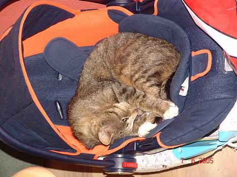 Blanding af racer Pelle - Pelles barnestol ! billede 12