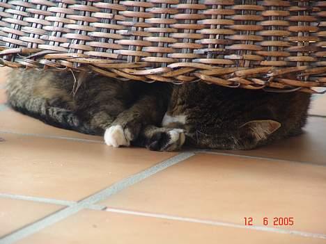 Blanding af racer Pelle - Pelle der gemmer sig i udstuen billede 13