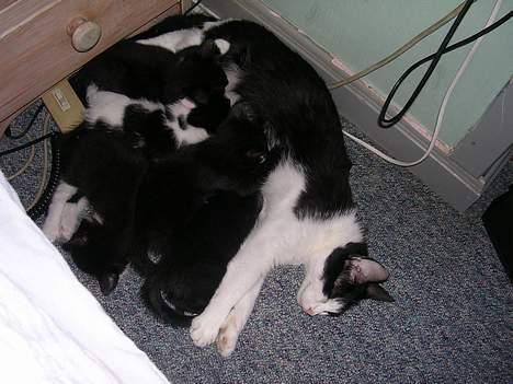 Huskat Mille billede 10