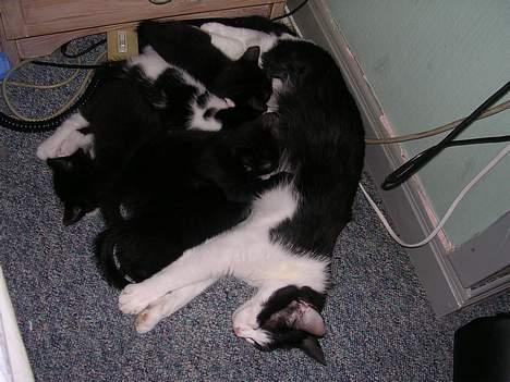 Huskat Mille billede 11