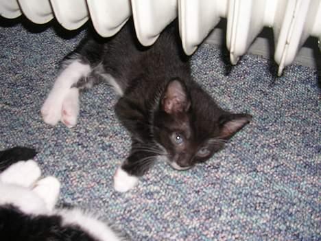 Huskat Mis [ solgt ] - 5 uger gammel billede 2