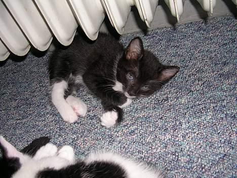 Huskat Mis [ solgt ] - 5 uger gammel billede 3