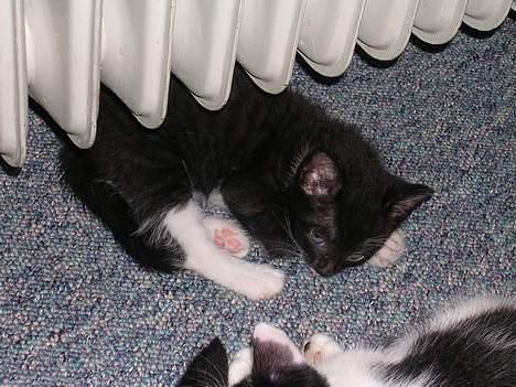 Huskat Mis [ solgt ] - 5 uger gammel billede 4