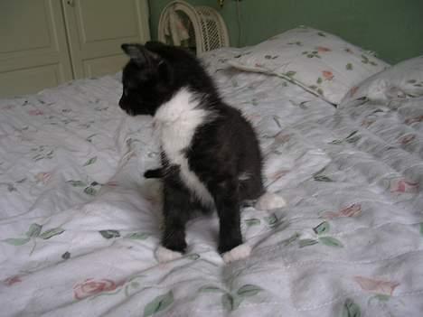 Huskat Mis [ solgt ] - 5 uger gammel billede 5