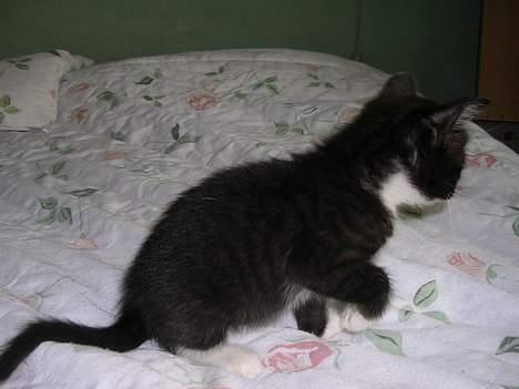 Huskat Mis [ solgt ] - 5 uger gammel billede 6