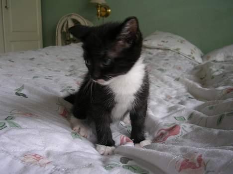 Huskat Mis [ solgt ] - 5 uger gammel billede 7