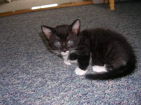 Huskat Mis [ solgt ] - 5 uger gammel billede 8