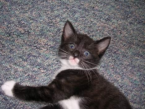 Huskat Mis [ solgt ] - 5 uger gammel billede 9