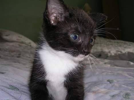 Huskat Mis [ solgt ] - 5 uger gammel billede 10