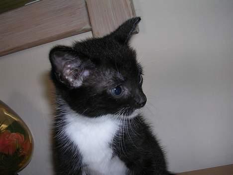 Huskat Mis [ solgt ] - 5 uger gammel billede 11