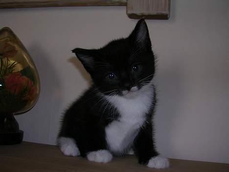 Huskat Mis [ solgt ] - 5 uger gammel billede 12