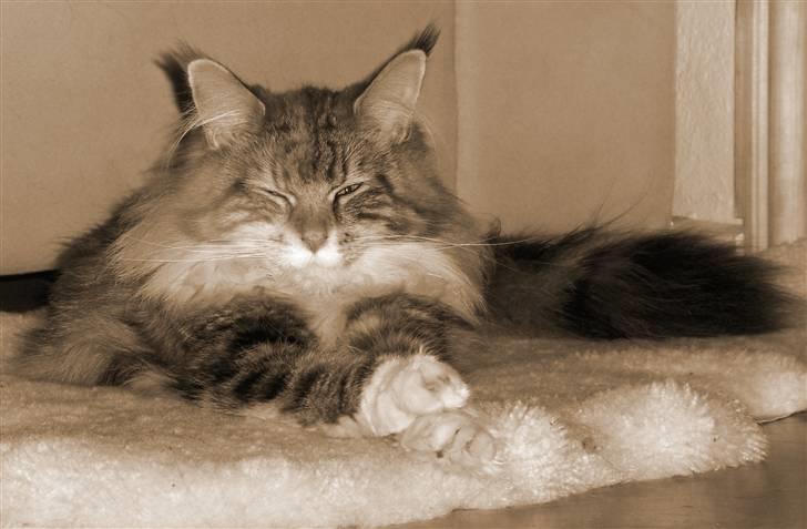Maine Coon Mille billede 1
