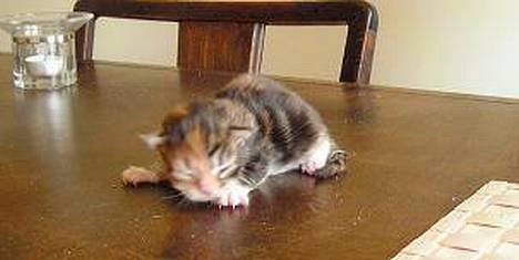 Maine Coon Mille billede 2