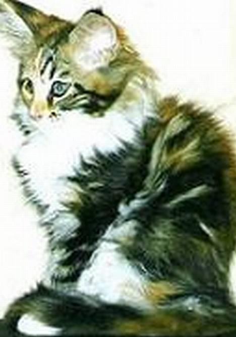 Maine Coon Mille billede 3