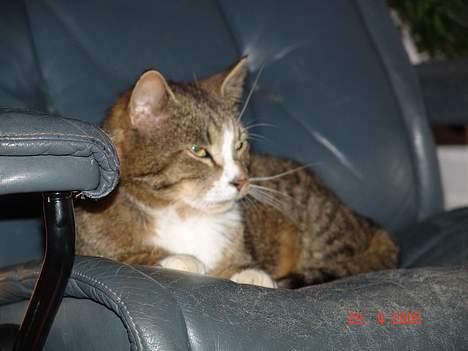 Blanding af racer Pelle - Pelle er vild med tv.... billede 14