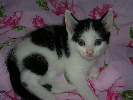 Huskat Molly [ aflivet ] - 5 uger gammel billede 1