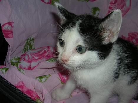 Huskat Molly [ aflivet ] - 5 uger gammel billede 3