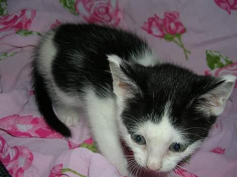 Huskat Molly [ aflivet ] - 5 uger gammel billede 4