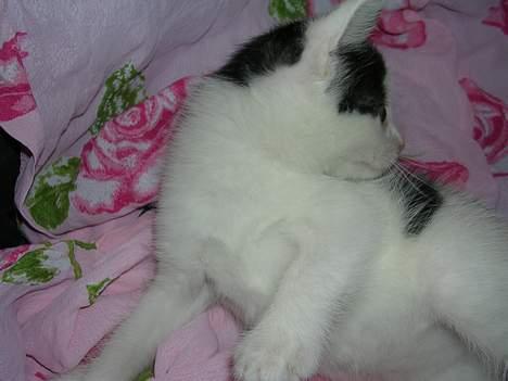 Huskat Molly [ aflivet ] - 5 uger gammel billede 5