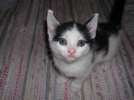 Huskat Molly [ aflivet ] - 5 uger gammel billede 6