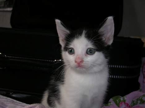 Huskat Molly [ aflivet ] - 5 uger gammel billede 7