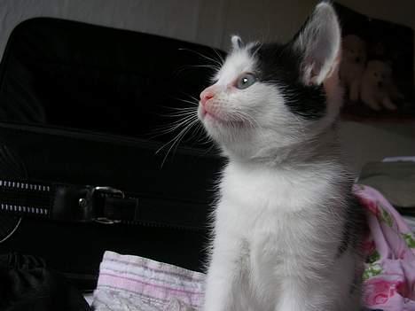 Huskat Molly [ aflivet ] - 5 uger gammel billede 8