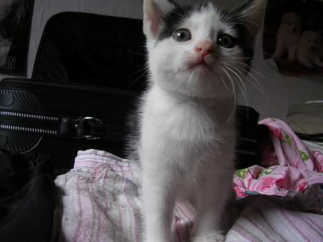 Huskat Molly [ aflivet ] - 5 uger gammel billede 9