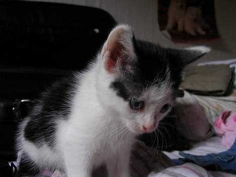 Huskat Molly [ aflivet ] - 5 uger gammel billede 11