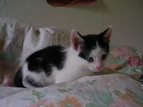 Huskat Molly [ aflivet ] - 5 uger gammel billede 12
