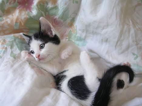 Huskat Molly [ aflivet ] - 5 uger gammel billede 14