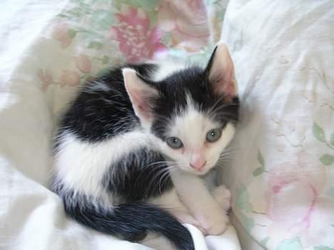 Huskat Molly [ aflivet ] - 5 uger gammel billede 16