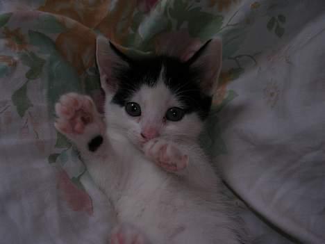Huskat Molly [ aflivet ] - 5 uger gammel billede 18