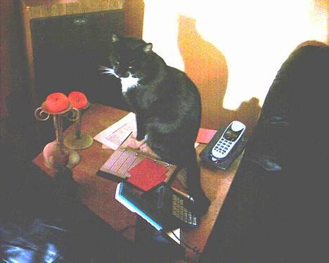 Blanding af racer Mickey (Nulle) - Camilla skal vi ikke snakke i telefon..? billede 1