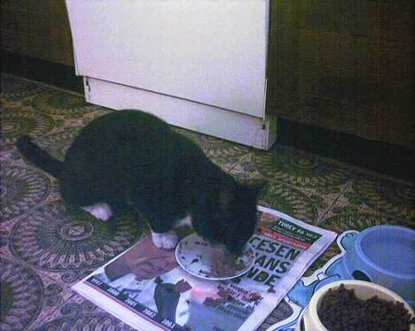 Blanding af racer Mickey (Nulle) - Der sidder darjlie Mickey jo og spiser.... billede 2