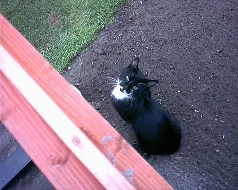 Blanding af racer Mickey (Nulle) billede 3