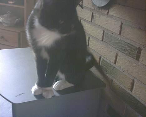 Blanding af racer Mickey (Nulle) - Heldigvis er brandeovnen ikke tændt...:D billede 4