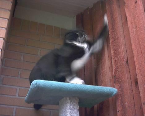 Blanding af racer Mickey (Nulle) - Nåååh hvor sødt.. billede 5