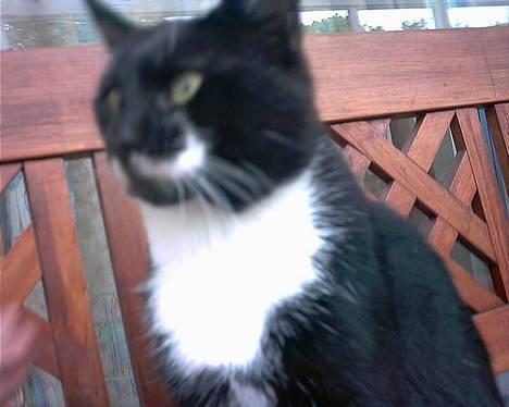 Blanding af racer Mickey (Nulle) - Hvad sker der derovere..? billede 6