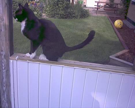 Blanding af racer Mickey (Nulle) - Det er en flue.. Efter den... billede 7