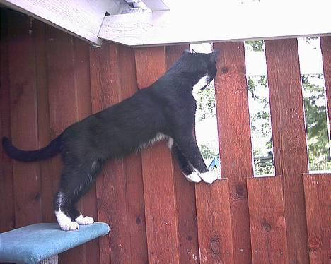 Blanding af racer Mickey (Nulle) - Ej nu fløj den derop... billede 8