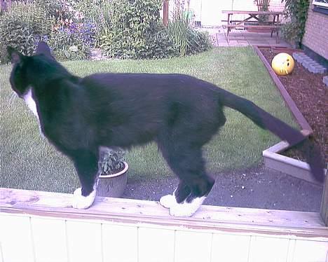 Blanding af racer Mickey (Nulle) billede 9