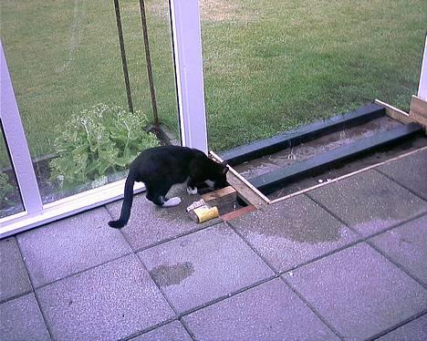 Blanding af racer Mickey (Nulle) billede 10