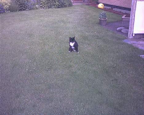 Blanding af racer Mickey (Nulle) - Sit.... billede 11