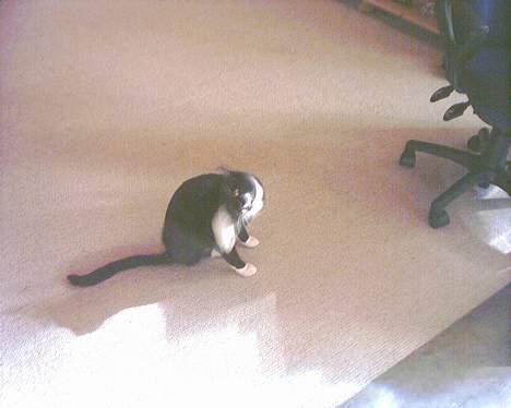 Blanding af racer Mickey (Nulle) - ÅååH det klør... billede 12