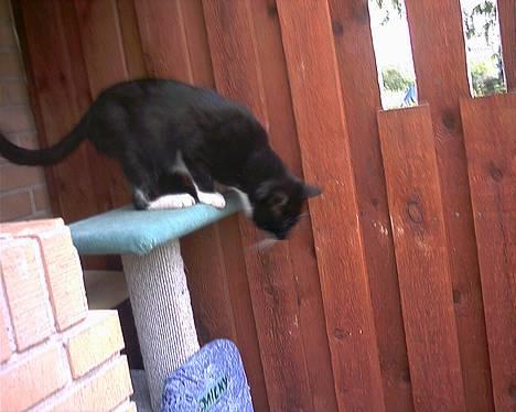 Blanding af racer Mickey (Nulle) billede 13