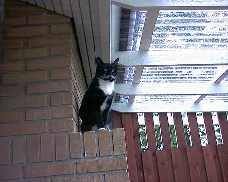 Blanding af racer Mickey (Nulle) billede 14