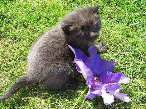 Blanding af racer IKKE NAVNGIVET  - R jeg ikke fin??? billede 1