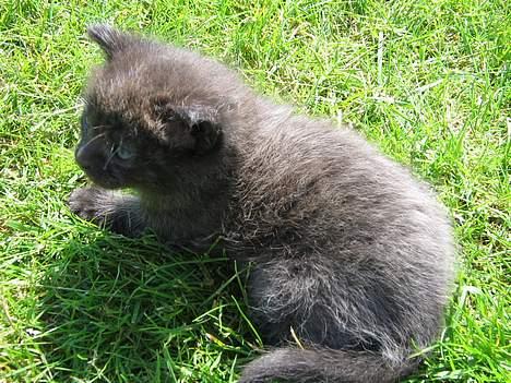 Blanding af racer IKKE NAVNGIVET  - slapper lige lidt a i solen billede 2