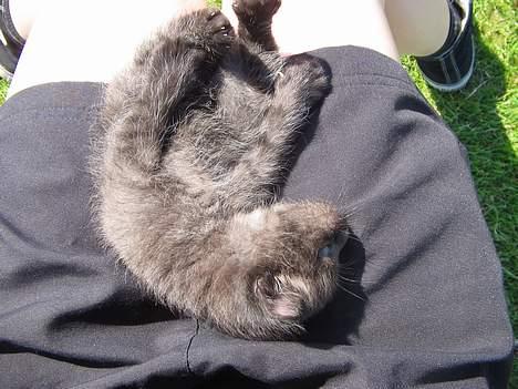 Blanding af racer IKKE NAVNGIVET  - jeg er vildt dygtig til at spille død billede 3