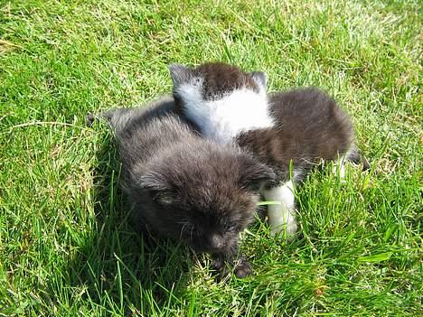 Blanding af racer IKKE NAVNGIVET  - mig og min bror billede 4